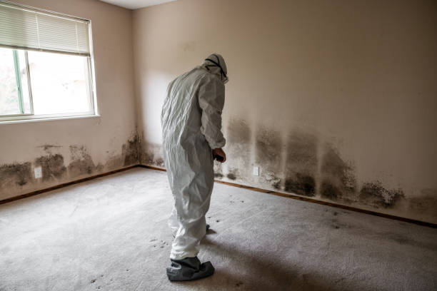 Best Insurance-Related Mold Remediation in Hallsville, MO